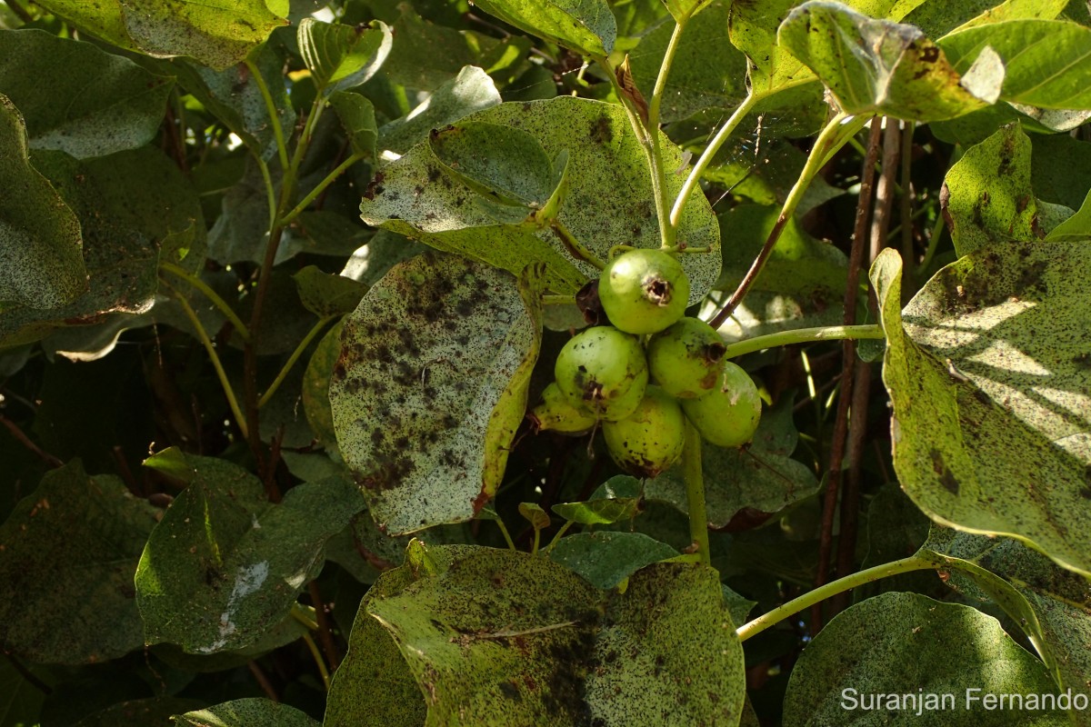 Cordia subcordata Lam.